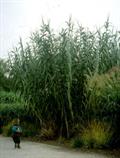 giant cane
